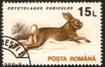 Sellos de Europa - Rumania -  fauna, oryctolagus cuniculus