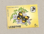 Stamps Africa - Lesotho -  Maripoa Junonia cebrene