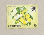 Stamps Africa - Lesotho -  Mariposa Catopsilia florella