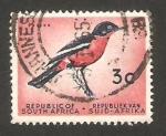 Stamps South Africa -  pájaro shrike