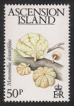 Stamps United Kingdom -  SETAS-HONGOS: 1.107.005,00-Marasmiellus distantifolius