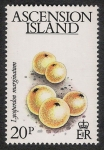 Stamps United Kingdom -  SETAS-HONGOS: 1.107.004,00-Lycoperdon marginatum