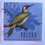 Stamps Poland -  pajaros