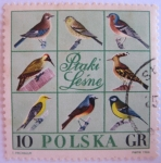 Stamps Poland -  pajaros