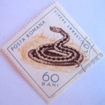 Stamps Romania -  reptiles