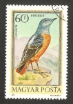 Stamps Hungary -  ave un mirlo
