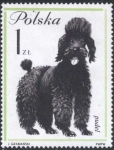 Sellos de Europa - Polonia -  Perro - Pudel