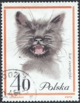Stamps Poland -  Gato
