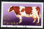Sellos de Europa - Polonia -  Vacas