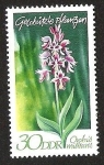 Stamps Germany -  DDR - ORCHIS MILITARIS