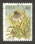 Sellos de Africa - Sudfrica -  flor protea longifolia