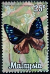 Stamps : Asia : Malaysia :  Algodoncillo