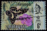 Sellos de Asia - Malasia -  Estado de Selangor / Mariposa de Cal Común