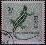 Stamps Poland -  Lagarto de arena