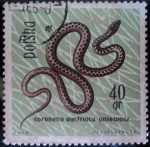 Stamps Poland -  Culebra lisa europea