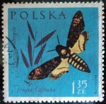 Stamps Poland -  Esfinge europea
