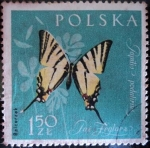 Stamps Poland -  Papilio podalirius
