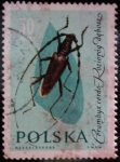 Stamps Poland -  Capricornio de las encinas