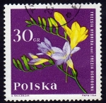 Stamps Poland -  Freesia  Hibrida
