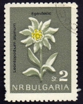 Stamps : Europe : Bulgaria :  Leontopodiim Alpinum