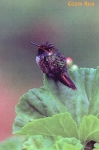 Stamps Costa Rica -  COLIBRI ERMITAÑO ENANO