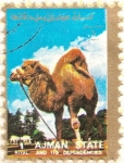 Stamps United Arab Emirates -  AJMAN - Dromedario