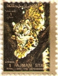 Stamps : Asia : United_Arab_Emirates :  AJMAN - Leopardo