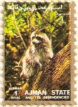 Stamps United Arab Emirates -  AJMAN - Mapache