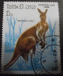 Stamps : Asia : Laos :  Canguro