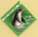 Stamps Russia -  delfín mular - nariz de botella