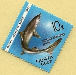 Stamps : Europe : Russia :  Tiburón - mielga o tollo de cacho 