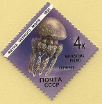 Sellos de Europa - Rusia -  Medusa - acalefo azul o aguamala