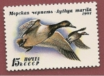 Stamps Russia -  Aves - patos - Porrón bastardo