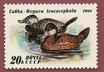 Stamps Russia -  Aves - Patos - Malvasia cabeciblanca