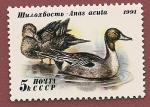 Stamps : Europe : Russia :  Aves - patos - ánade rabudo