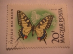 Stamps : Europe : Hungary :  papilion machaon