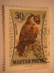 Stamps Hungary -  bubo bubo