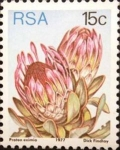 Stamps : Africa : South_Africa :  Protea Eximia