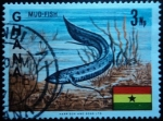 Stamps : Africa : Ghana :  Mud-fish