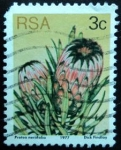 Stamps South Africa -  Protea neriifolia