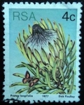 Stamps South Africa -  Protea longifolia