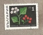 Stamps Bulgaria -  Mespilus oxyacantha