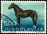 Stamps Yugoslavia -  CABALLO YUGOSLAVO MESTIZO