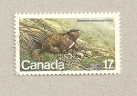 Sellos de America - Canad� -  Marmota