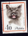 Stamps : Europe : Poland :  KOT EUROPEJSKI