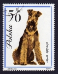 Stamps Poland -  AIREDALE TERIER