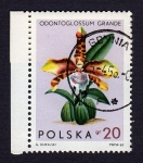Stamps Poland -  ODONTOGLOSSUM GRANDE