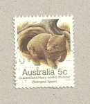 Sellos de Oceania - Australia -  Wombat de Queensland