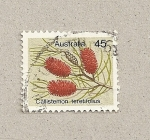 Stamps Oceania - Australia -  Callistemon teretifolius