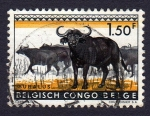 Sellos de Africa - Repblica del Congo -  BUBALUS